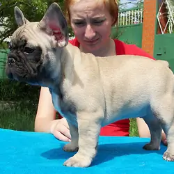Adorable French Bulldog available