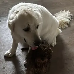2 dogs there so nice and freindly