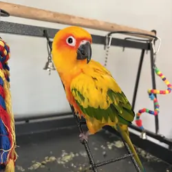 Sun Conure