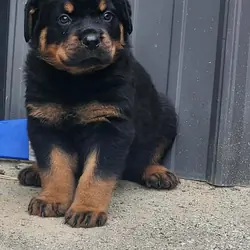 Rottweiler puppies