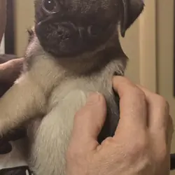 Pure bred female pug puppy