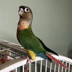 Handfed baby Greencheek Conures
