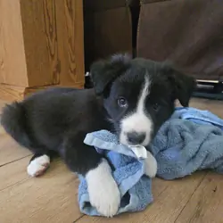 Border Collie Puppies