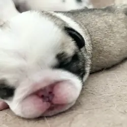 Pug puppies