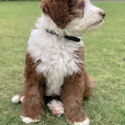 Healthy  Sheepadoodles and Berndoodles Available