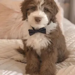 Sheepadoodle puppies for sale
