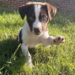 Cute Australian Shephered