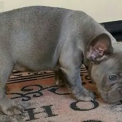 Adorable French Bulldog Puppies