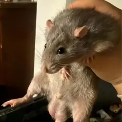 Male rats (not feeders