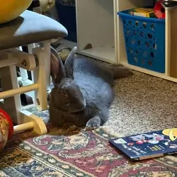 Flemish Giant