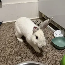 Bunny