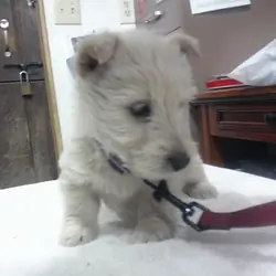 AKC Registered Scottish Terrier Wheaten Pups