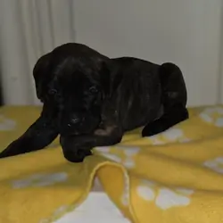 Female Cane Corso Puppy