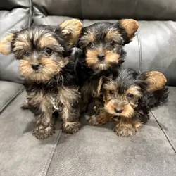 Teacup Yorkie