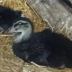 Rouen ducklings