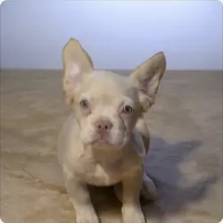 French bulldog fluffy