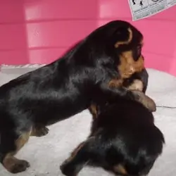 Teacup Yorkshire Terrier Puppies for Sale.