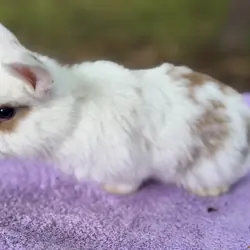 8 week Holland Lops