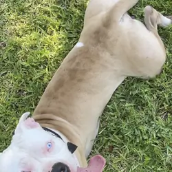 American Bully xl