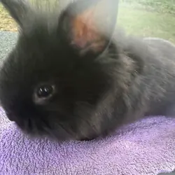 Female black lop bunny