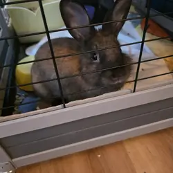 Peanut
