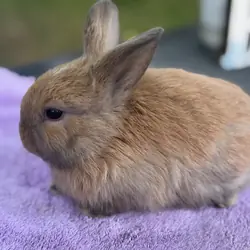 Holland lop various color bunnies
