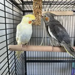 Two cockatiels looking for a new home