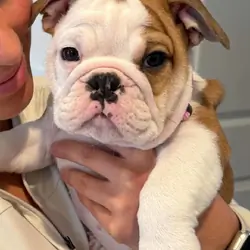 Home trained English bulldog