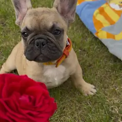 Pug puppy