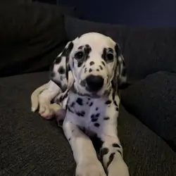 Small Dalmatian