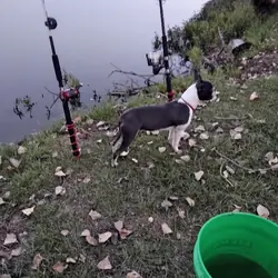 Male Boston Terrier