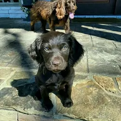 🐾 Adorable Puppies Looking for Loving Forever Hom