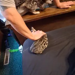 Bengal kittens