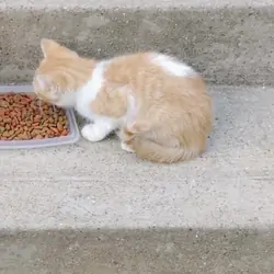 Orange & White Tabby Cat