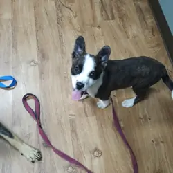 Akita mix