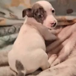 CKC Jack Russell Terriers
