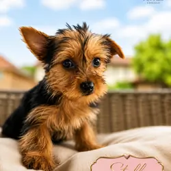 Yorkshire terrier