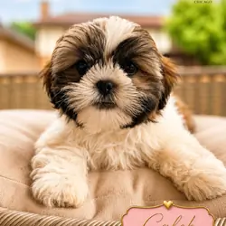Shih Tzu puppies