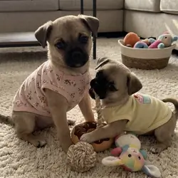 Tiny adorable puppy