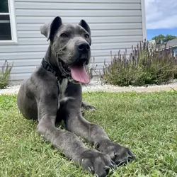 Great Dane Purebred