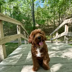Miniature Goldendoodle