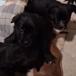 Puppys