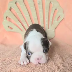 Boston Terrier