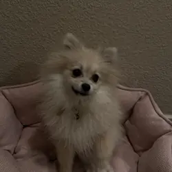 Purebred Pomeranian