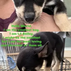 Pitsky pups for sale 5 males 2 females