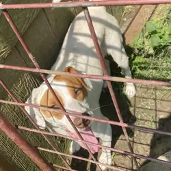 Rehoming 2yr old female boxer mix