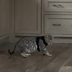 Silver bengal