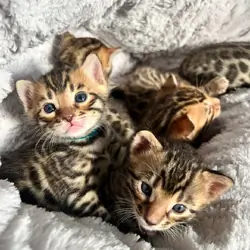 Beautiful Bengal Kittens – Active & Affecti