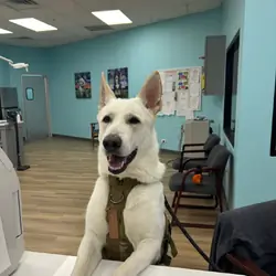 White AKC German Shepherd for Stud