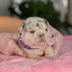 Adorable Male French Bulldog Puppy – Compac